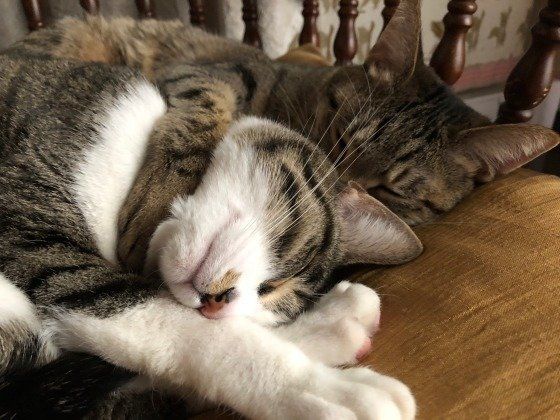 寄り添う猫