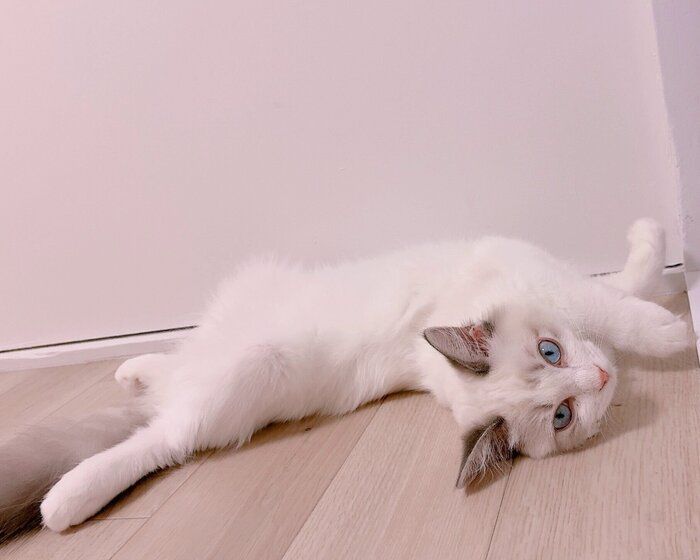 寝転がる白澤さん