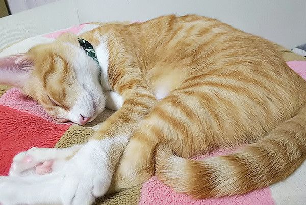 眠る猫