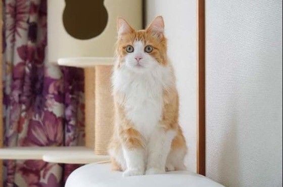見つめるメインクーン