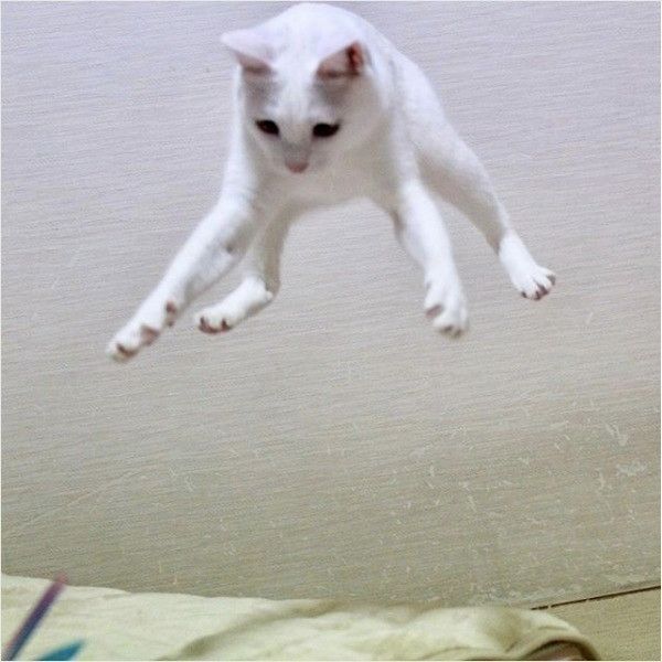 ニャローンニャンコ
