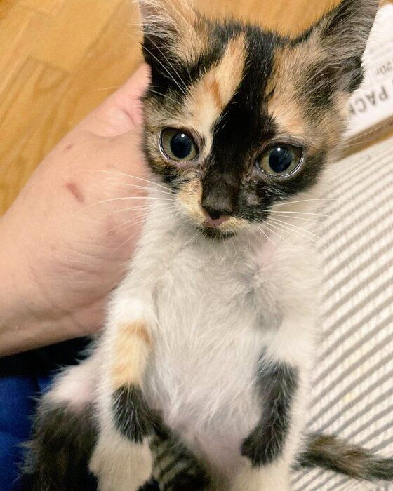 屋根の上で暮らしていた元野良子猫→保護から4年でおとなっぽく落ち着いたコに成長！