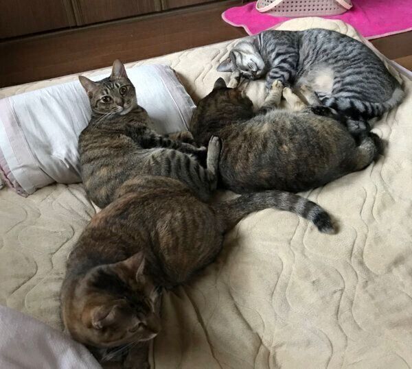 「密」になる猫たち