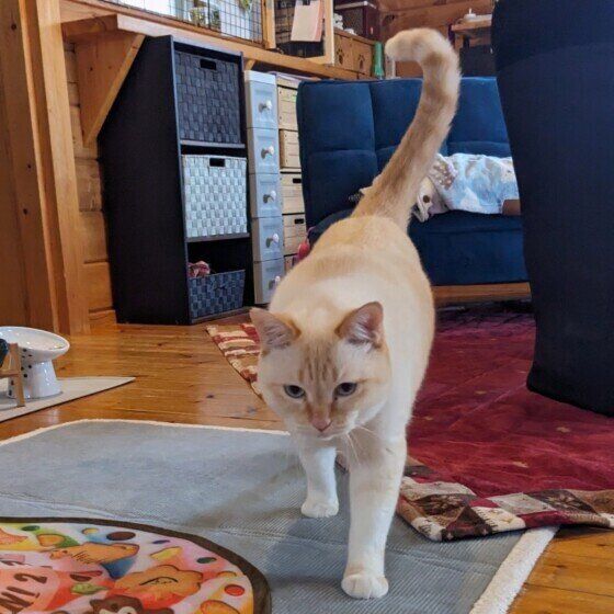 しっぽを立てるシャム猫
