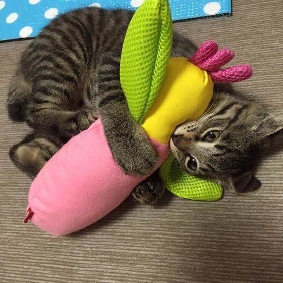 子猫なのに本能ってスゴイ!