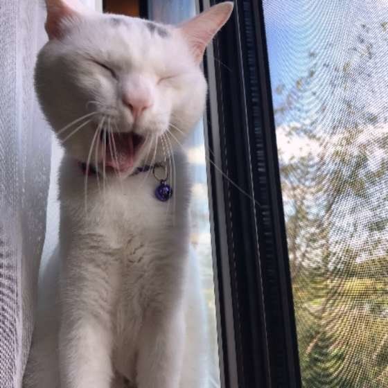 あくびする猫