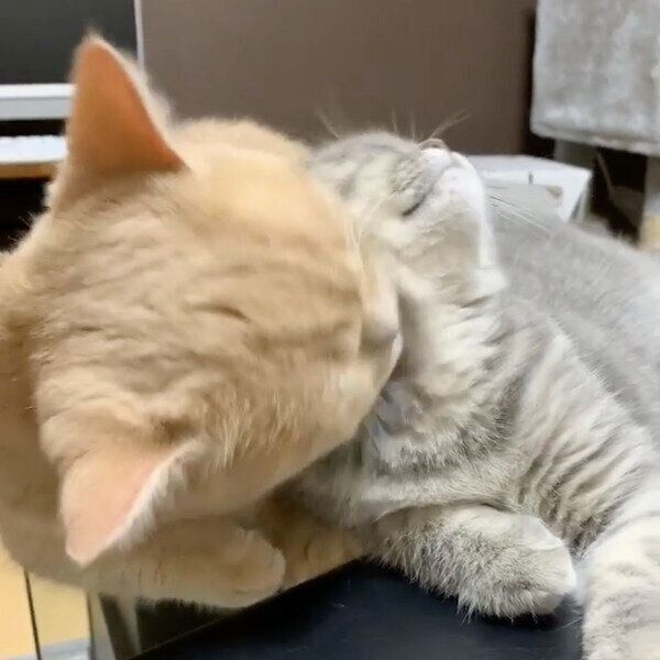 飼い主さんの前でイチャイチャするむぎくんとあおちゃん