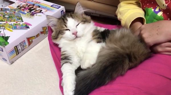 眠る猫