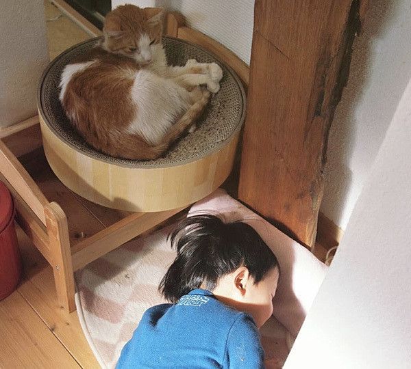 猫と弟くん