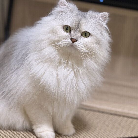 ラガマフィンのここちゃん