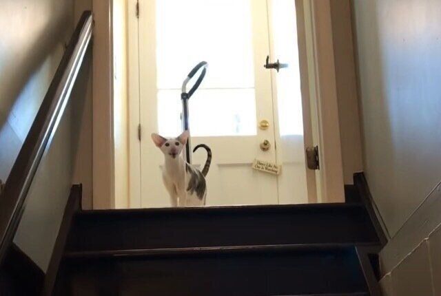鳴いている猫