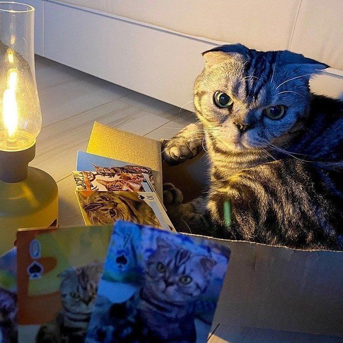@tacos_cat