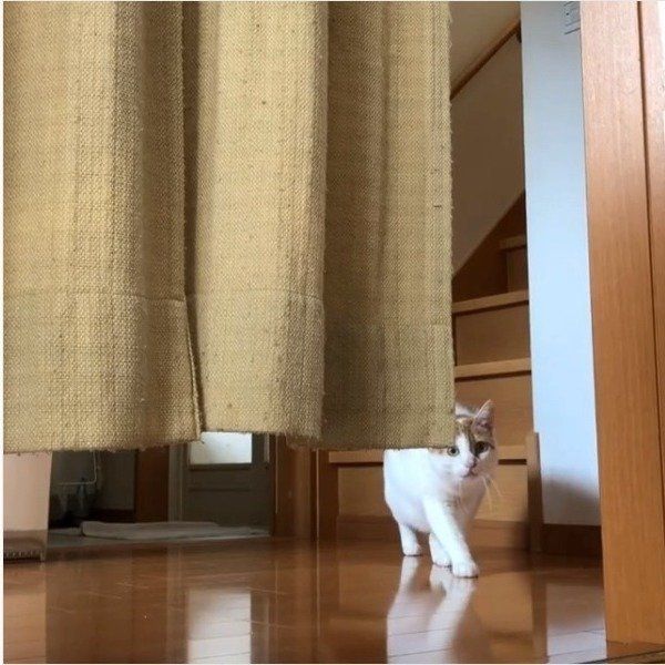 泥棒ニャンコ