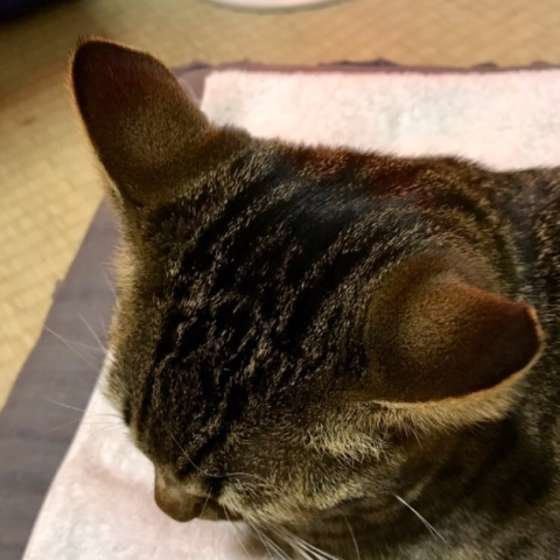 眠りかけの猫の耳(MIX)