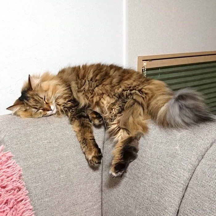 ソファーに寝そべって安心している猫