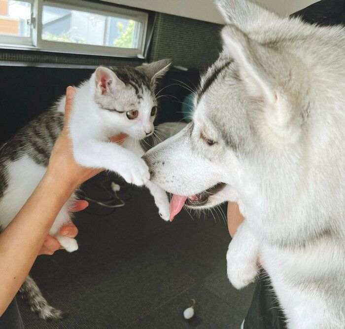 先住犬・りりたんに慣れてきたころのくぅちゃん
