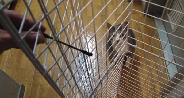 綿棒で遊ぶ猫