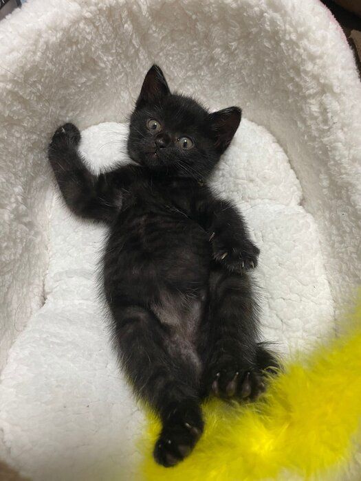 お腹を見せている生後約2カ月の猫