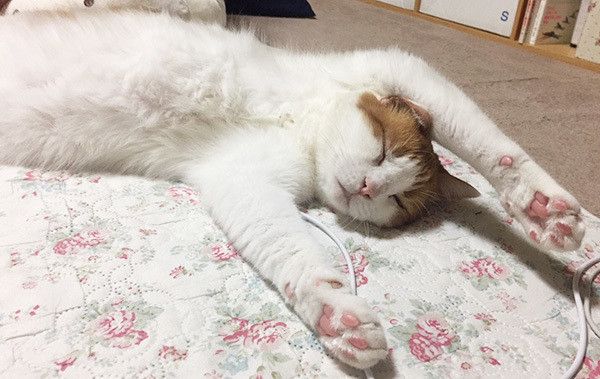 眠る猫