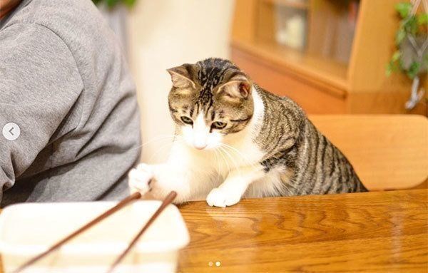 しゃこちゃん