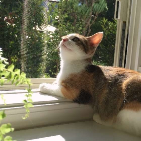 日向ぼっこ中(ミケ)