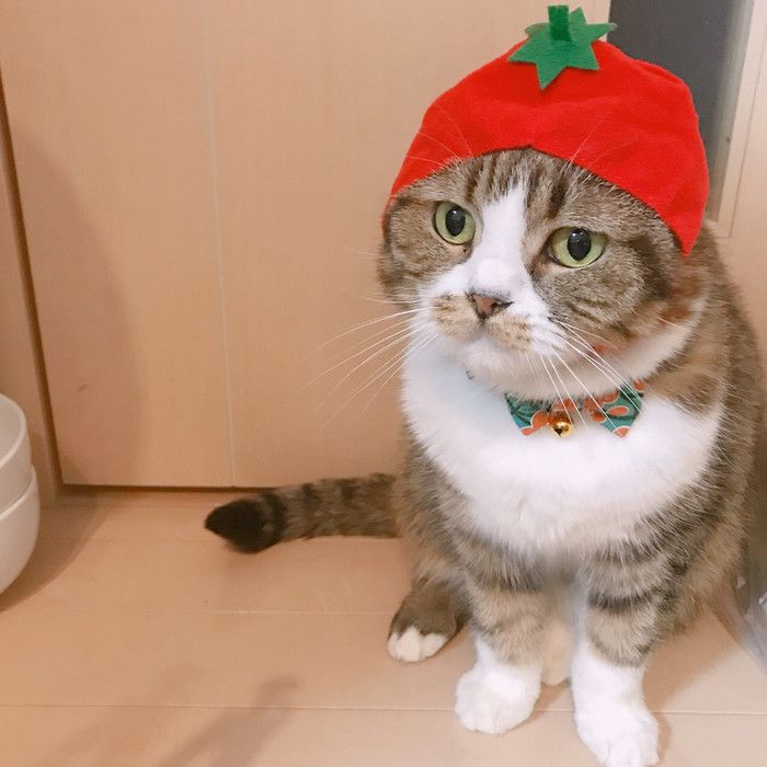 トマト