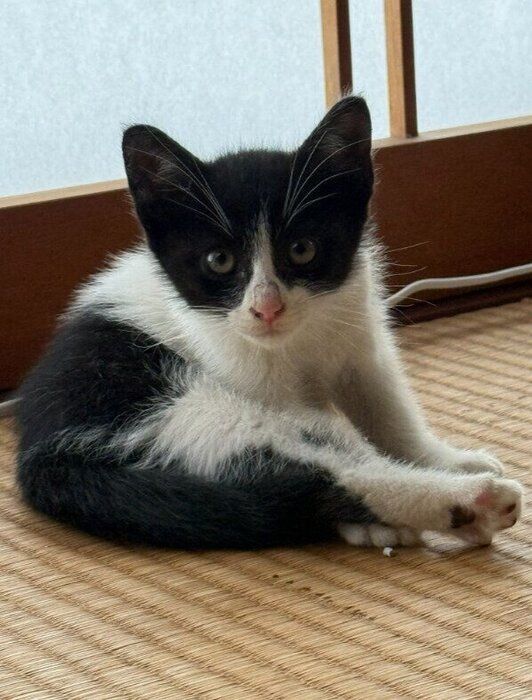 保護翌日の猫