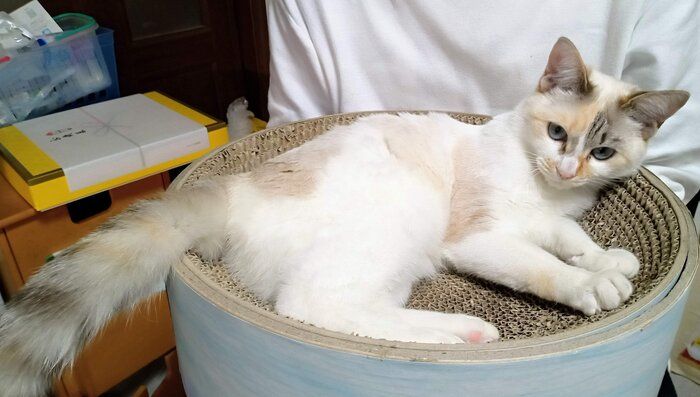 爪とぎの上に乗っている猫