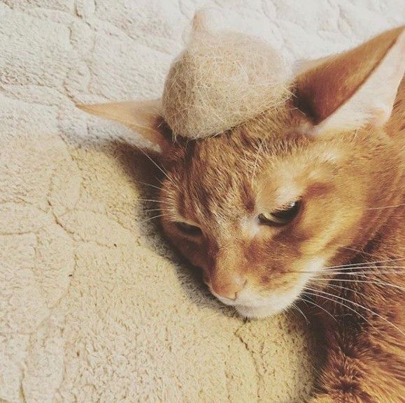抜け毛で作った小さなドングリ帽子をかぶる猫