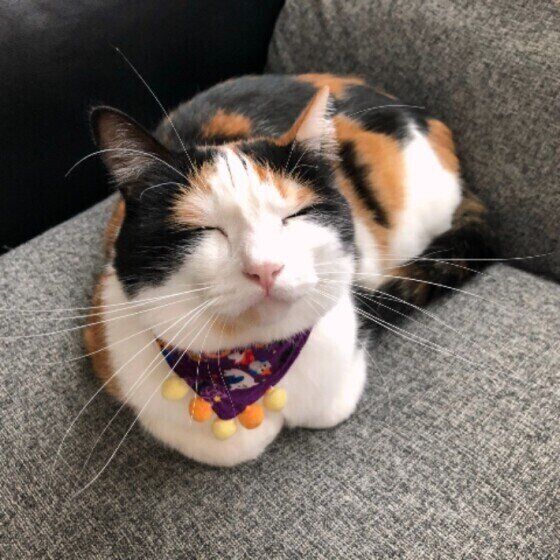 まったりする三毛猫