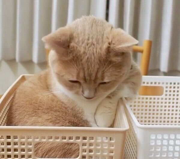 カゴの中でウトウトするネネちゃん