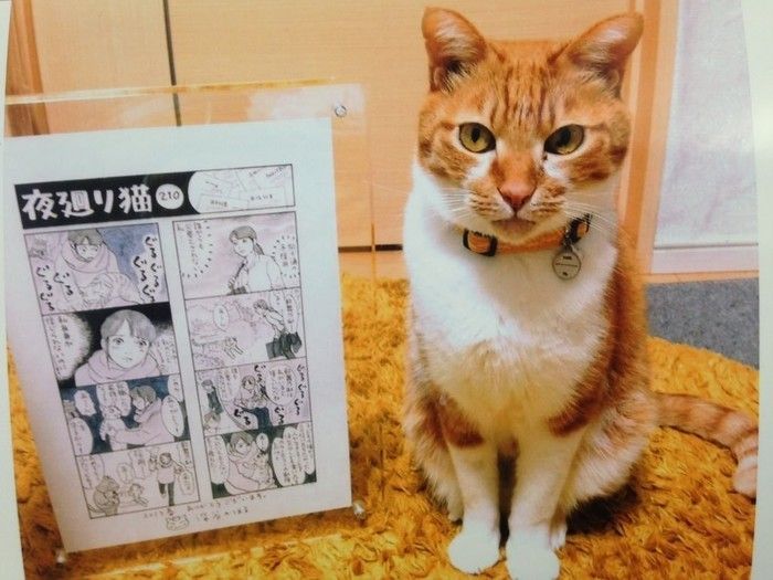 歌舞乃助くん