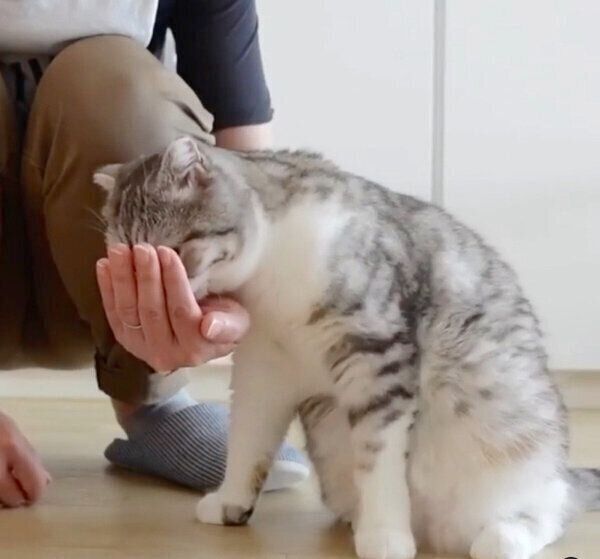 飼い主さんの手からごはんを食べるぐうちゃん