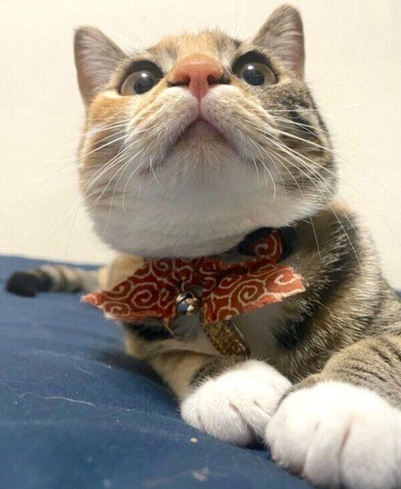 何かを見つめるぴーちゃん