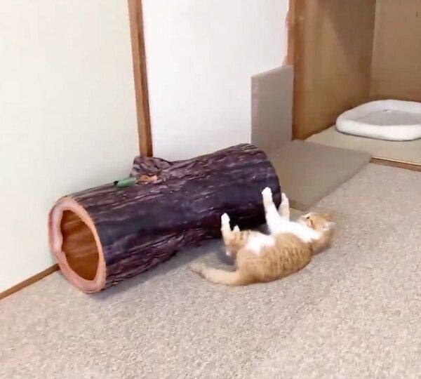 倒れてフリーズする猫ちゃん