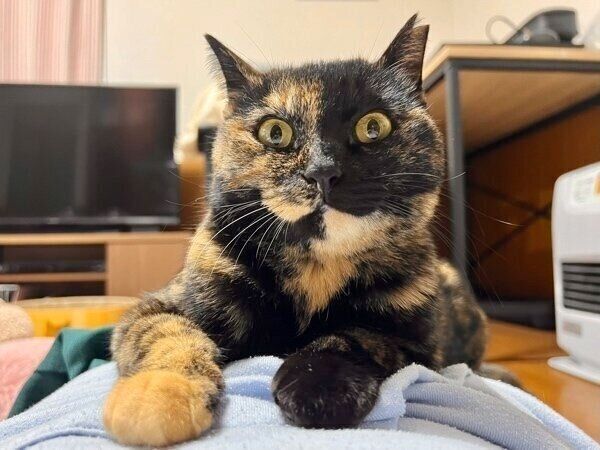 冬毛でもふもふなくるみちゃん