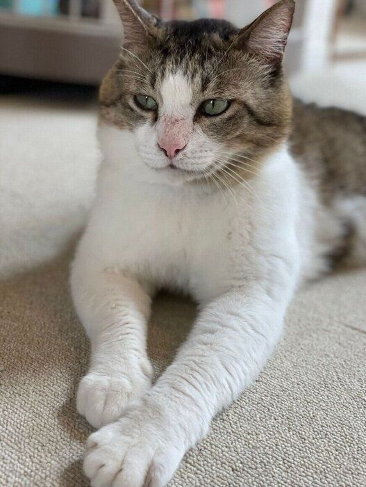 家に来たばかりのころのむさしまるくん