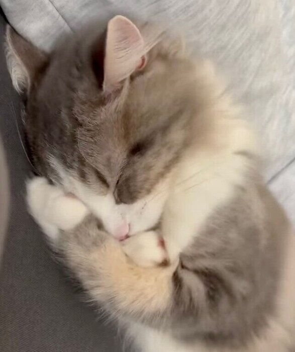 両前足をクロスしてギュッとする霖くん