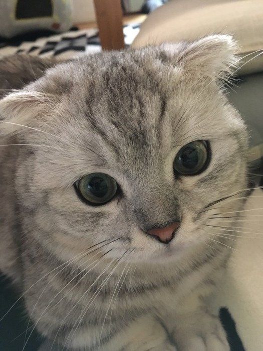 マンチカンのコーちゃん