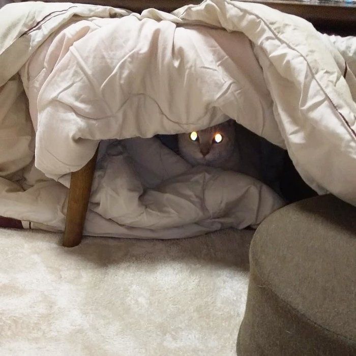 猫の福丸くん