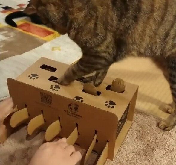 ダンボールの猫用もぐらたたき