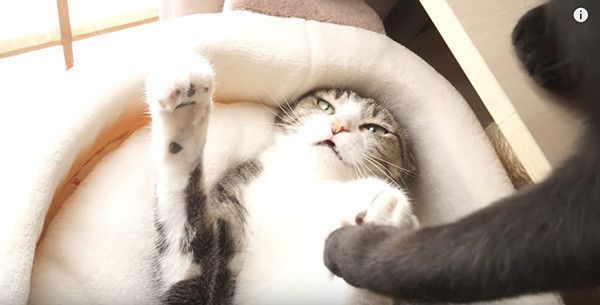 手をつなぐ猫