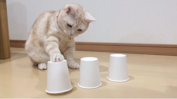 おやつどこ?