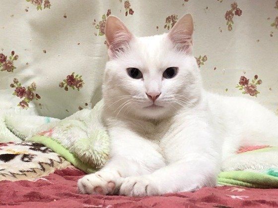 かわいい白猫