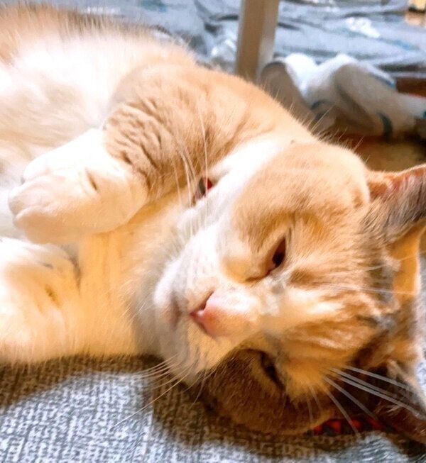 目を開けて眠るリラちゃん