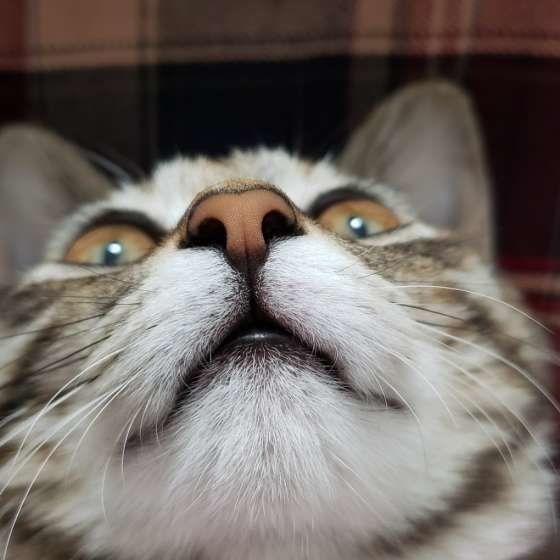 上を向く猫
