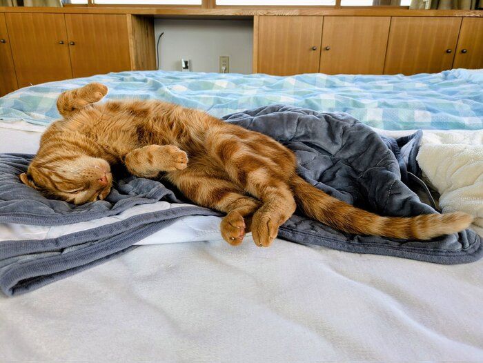 お腹を見せて寝る猫