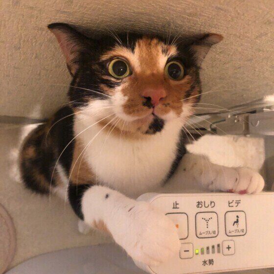 トイレについてくるMix