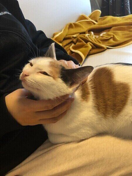 ナデナデされるミケ