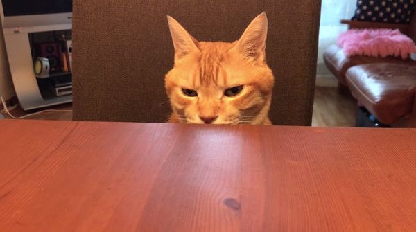 イスに座る猫